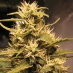 Mango Haze Marijuana Strain