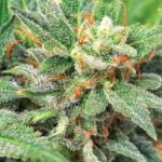 Mango Haze Strain Marijuana Plant