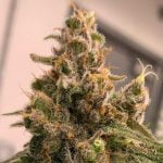 Pineapple Fields Strain Marijuana Plant