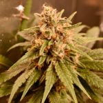 Pink Starburst Marijuana Strain