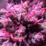 Pink Starburst Strain Marijuana Plant