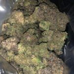 Sherbacio Strain Marijuana Plant