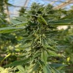 Super Sour Diesel Marijuana Strain