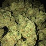 Super Sour Diesel Strain Marijuana Plant