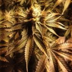 3X Crazy Marijuana Strain