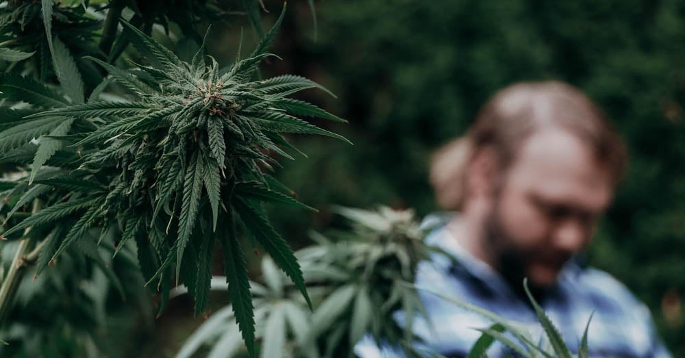 Tallest and Biggest Weed Plants