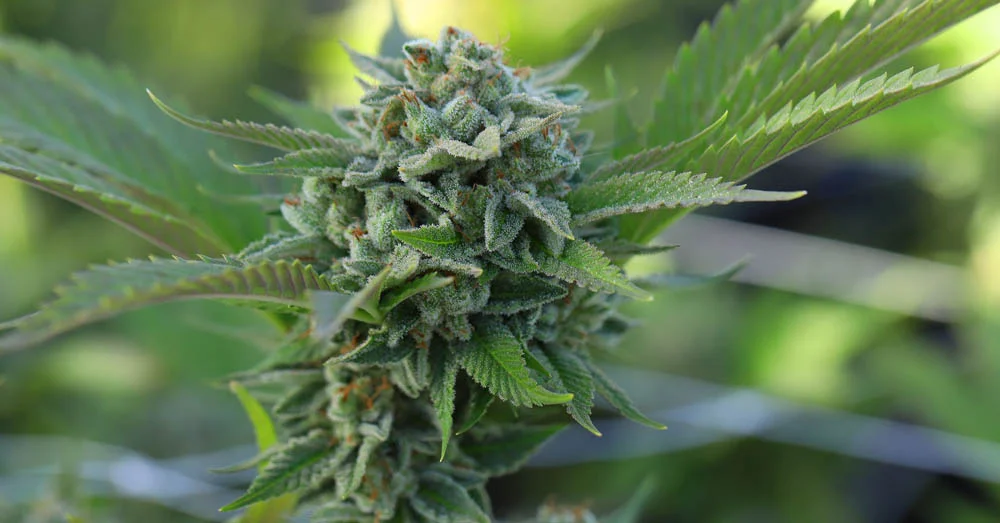 Tricks When Harvesting Cannabis Plants Tricks When Harvesting Cannabis Plants