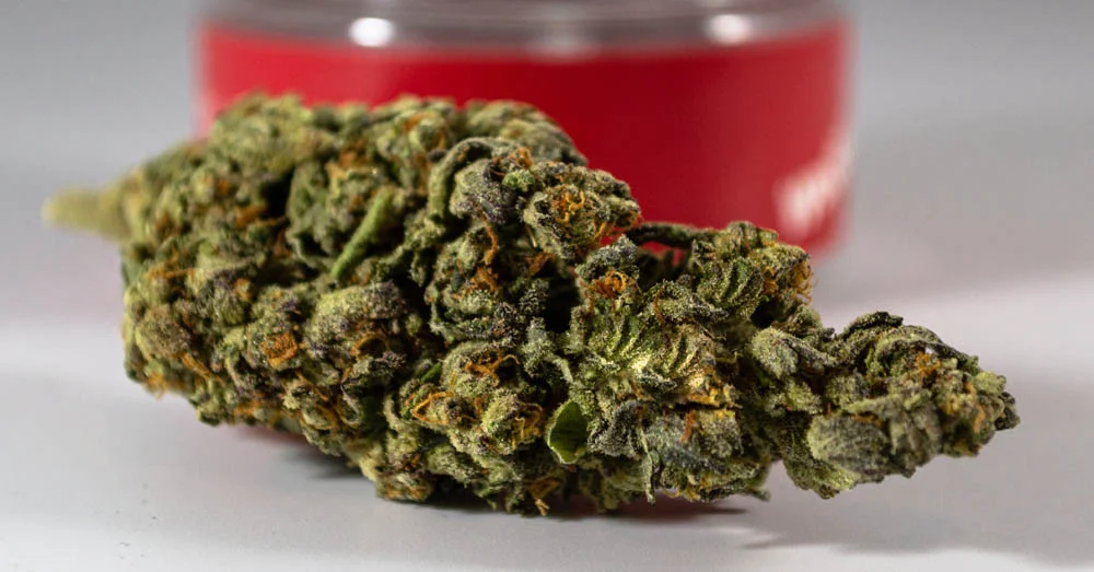 What to Do After Harvesting Marijuana Plants What to Do After Harvesting Marijuana Plants