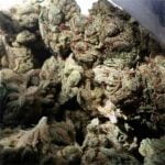 Alien Rock Candy Strain Marijuana Plant