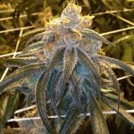 Bay 11 Marijuana Strain