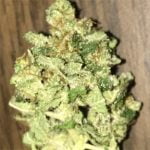 Bay 11 Strain Marijuana Plant