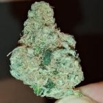 Biohazard Bud