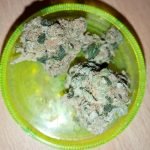 Biohazard Strain Marijuana Plant