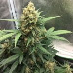 Bubblicious Marijuana Strain