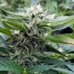 OG Chem Marijuana Strain
