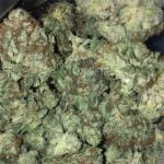 OG Chem Strain Marijuana Plant