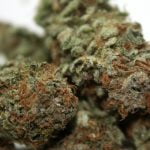 Chocolate Chunk Strain Marijuana Plant