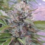 Chocolate Hashberry Marijuana Strain