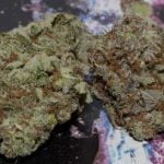 Chocolate Hashberry Strain Marijuana Plant