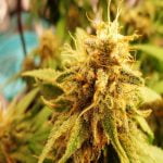 Colombian Gold Strain Marijuana Plant