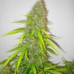 Critical Jack Marijuana Strain