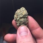 Crystal Coma Bud