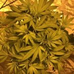 Crystal Coma Marijuana Strain