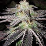 Dark Side of the Moon Marijuana Strain