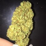 Dream Berry Bud