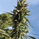 Dream Berry Marijuana Strain