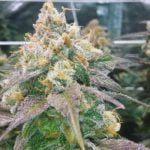 Dream Berry Strain Marijuana Plant