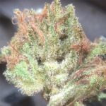Dream Lotus Strain Marijuana Plant