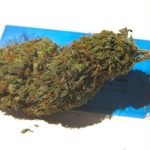 Durban Bud