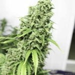 Durban Strain Marijuana Plant