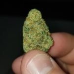 Early Lemon Berry Bud