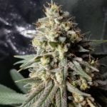 Early Lemon Berry Marijuana Strain