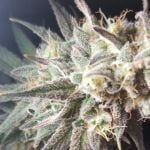 Early Lemon Berry Strain Marijuana Plant