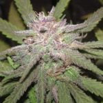 Gorilla Grapes Marijuana Strain