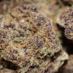 Gorilla Grapes Strain Marijuana Plant