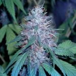 Grape Kush Marijuana Strain