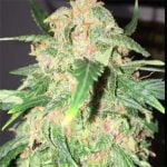 Grape Kush Strain Marijuana Plant