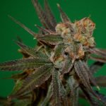 Grape Lime Ricky Marijuana Strain