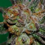 Grape Lime Ricky Strain Marijuana Plant