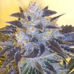 Grape OG Marijuana Strain