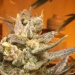 Grape OG Strain Marijuana Plant