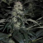 Hashberry Marijuana Strain