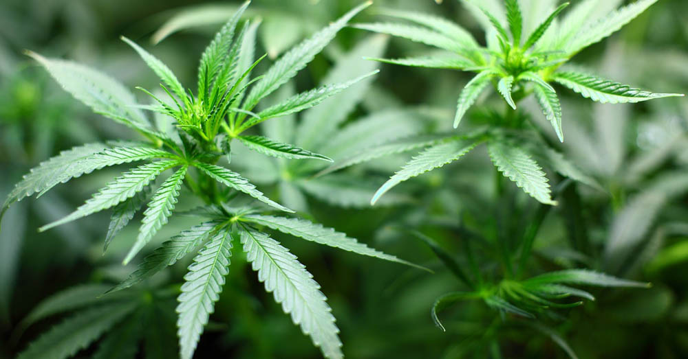 highest terpene strains