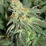 Ice Wreck Marijuana Strain