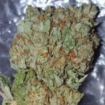 Ice Wreck Strain Marijuana Plant