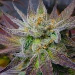 Jack Skellington Marijuana Strain